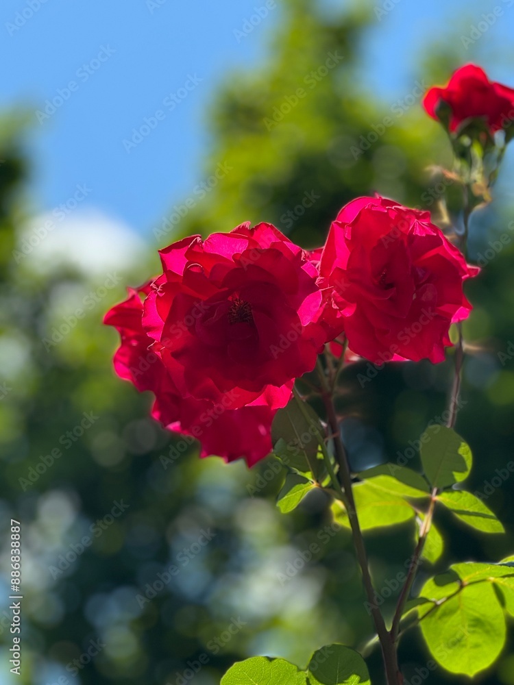 Obraz premium red rose in the garden