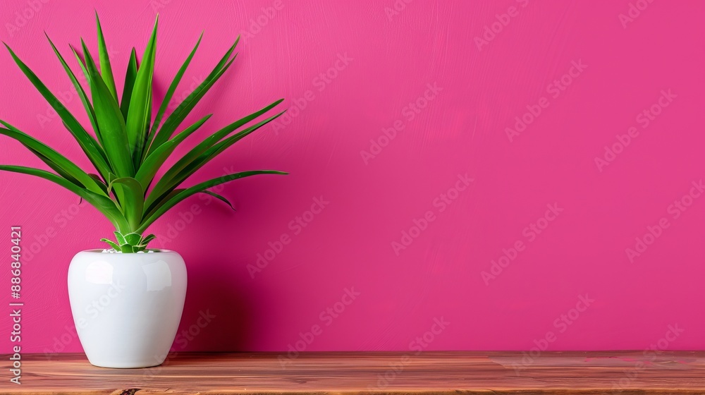 A white vase with a green plant on a wooden table In front, a pink wall Above, a wooden shelf A white vase with a green plant on a wooden table In front, a pink wall Above, a wooden shelf