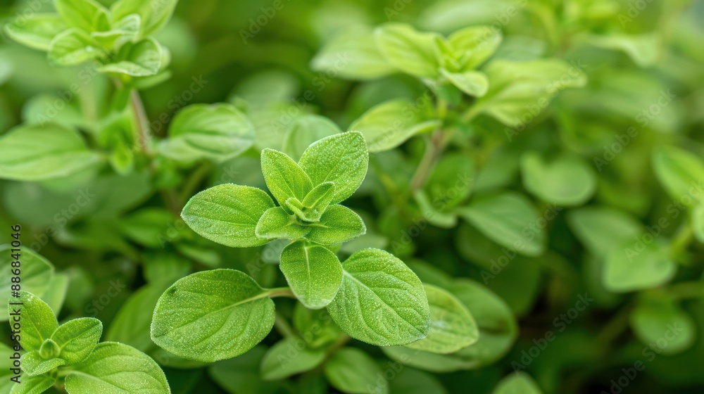 In a supernatural scene, marjoram grows in fields kissed by moonlight, its delicate leaves adding a touch of magical warmth and sweetness to every meal In a supernatural scene, marjoram grows in fields kissed by moonlight, its delicate leaves adding a touch of magical warmth and sweetness to every meal