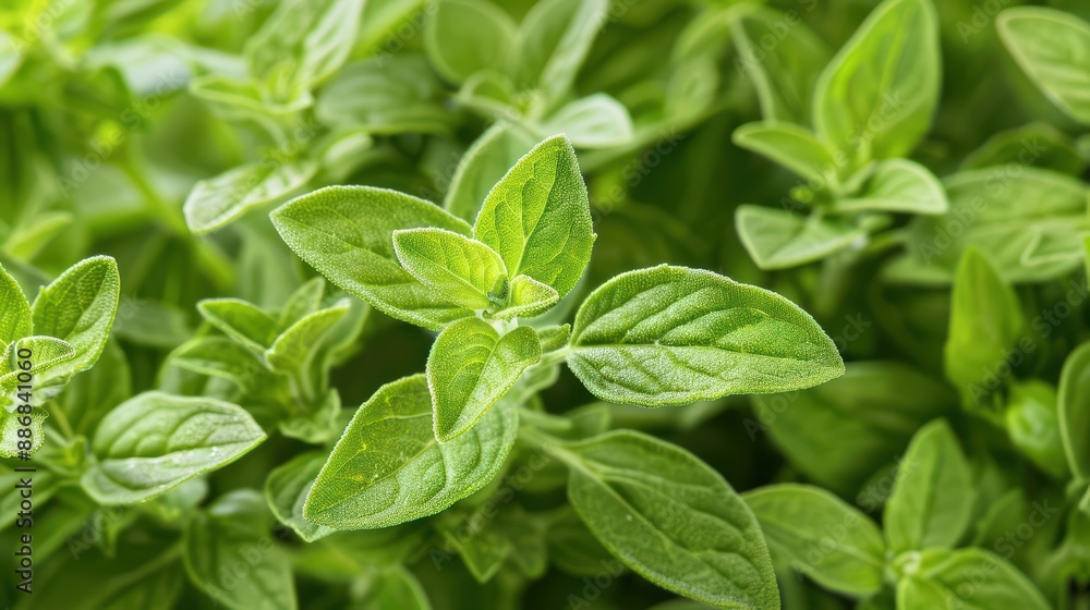 In a supernatural scene, marjoram grows in fields kissed by moonlight, its delicate leaves adding a touch of magical warmth and sweetness to every meal In a supernatural scene, marjoram grows in fields kissed by moonlight, its delicate leaves adding a touch of magical warmth and sweetness to every meal