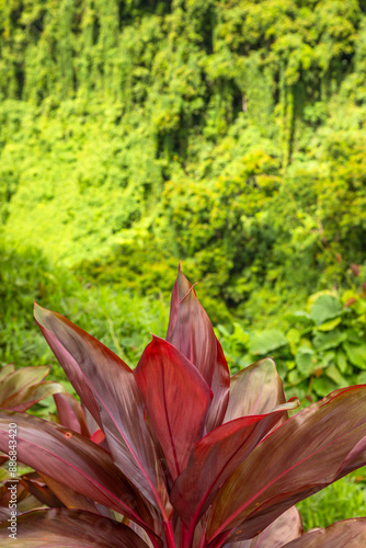 Exposure of the powerful Sopoaga Waterfall surrounded by rainforest, at Lotofaga Village, Samoa. photo