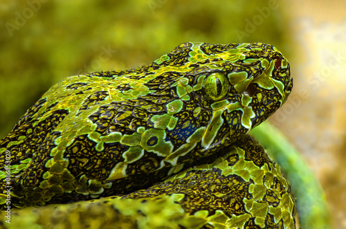 Mangshan pit viper (Protobothrops mangshanensis) portrait photo