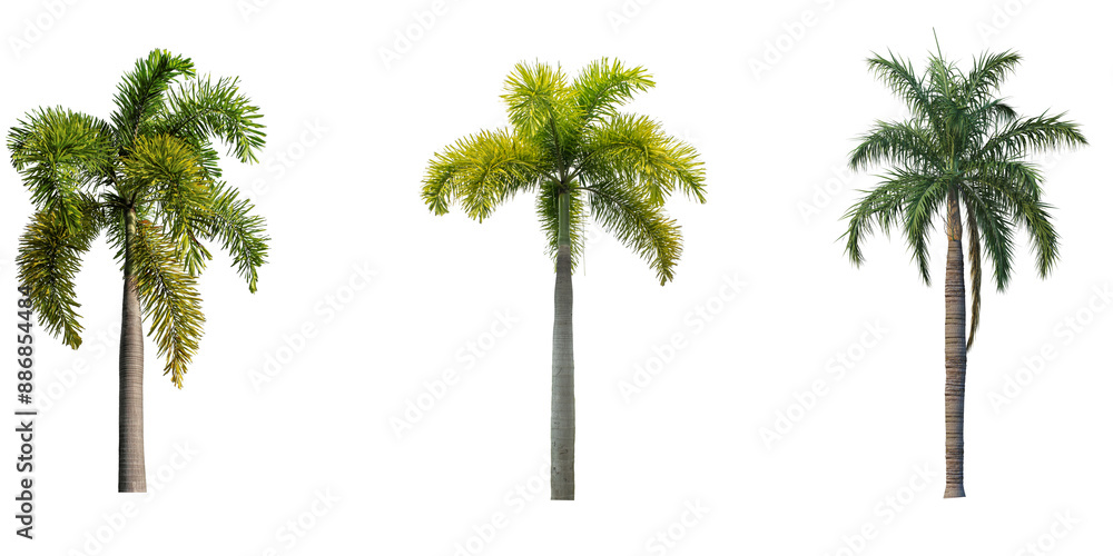 Obraz premium Foxtail Palm Tree isolated on transparent background