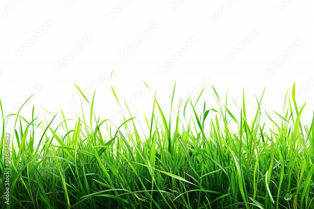 Fototapeta premium A field of green grass with a white background. The grass is tall and lush, giving the impression of a peaceful, serene environment