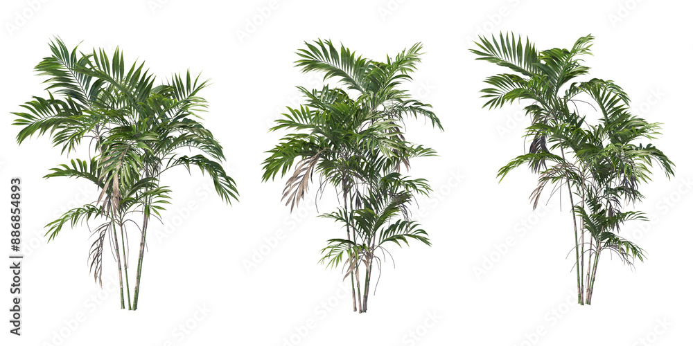 Palms tree for garden decoration Palms tree for garden decoration