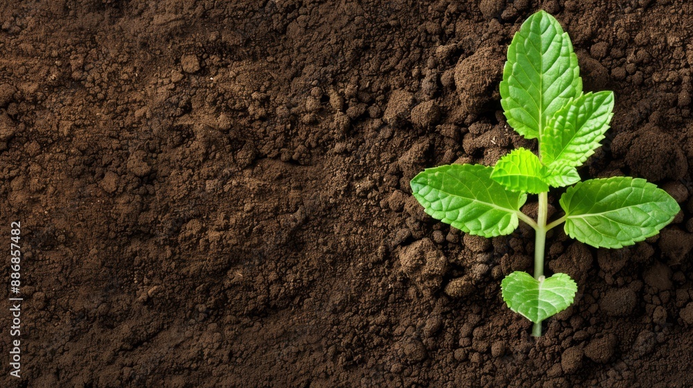 Naklejka premium A young plant emerges from the ground; foreground features dirt, background showcases soil