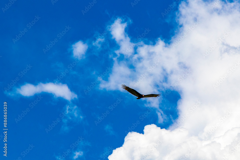 Fototapeta premium Tropical Black Turkey Vulture Cathartes aura aura blue sky Mexico.