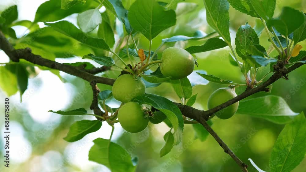 Lush Green Apples Hanging on a Tree Branch in Sunlit Orchard Lush Green Apples Hanging on a Tree Branch in Sunlit Orchard