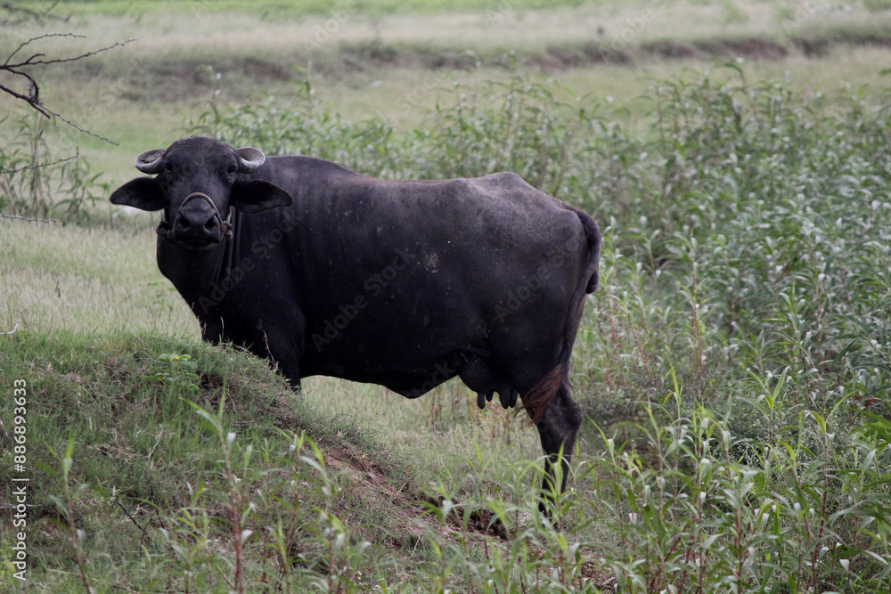 close up shot of buffalo italian buffalo and indian buffalo close up shot of buffalo italian buffalo and indian buffalo