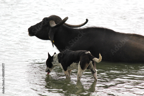 close up shot of buffalo italian buffalo and indian buffalo