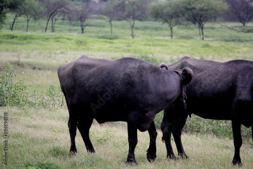 Wallpaper Mural close up shot of buffalo italian buffalo and indian buffalo Torontodigital.ca