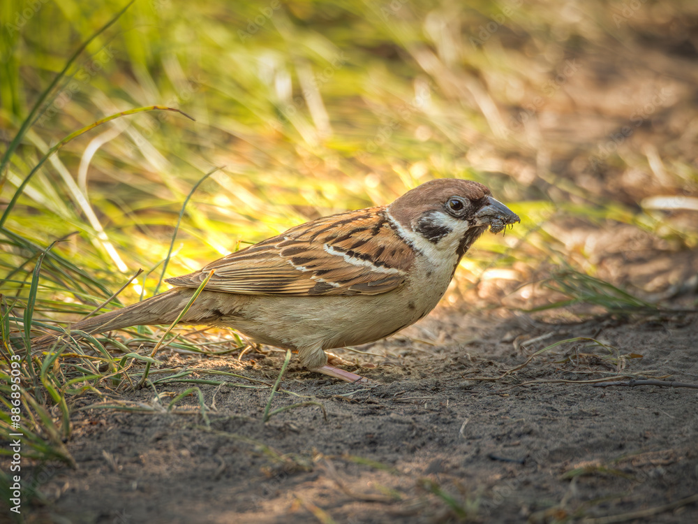Eurasian tree sparrow perching on a ground. Eurasian tree sparrow perching on a ground.