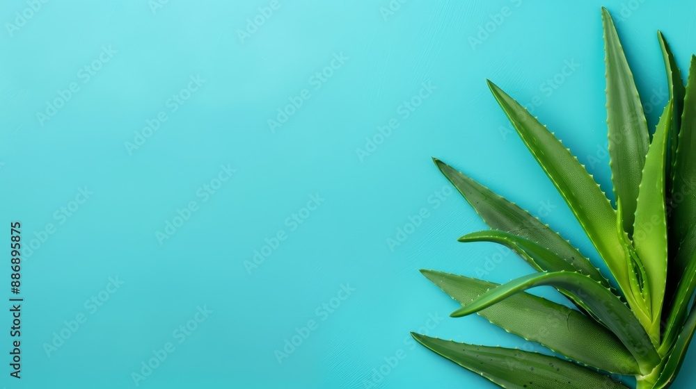 Fototapeta premium A tight shot of an Aloea plant against a tranquil blue backdrop Insert text or image here