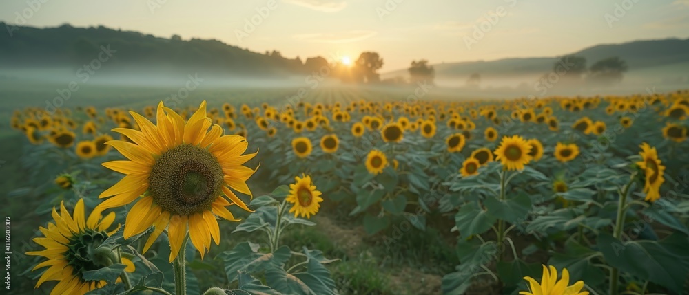 Obraz premium Tranquil Morning in a Sunflower Field with Mist at Sunrise