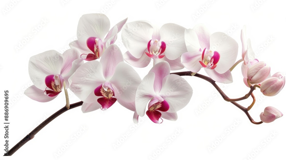 Naklejka premium White pink blooming Phalaenopsis orchid isolated on white background for home decor