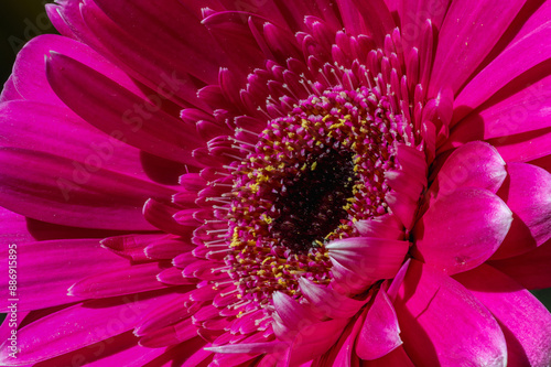 Stunning close-up photo of a lilac gerbera. Petals of high detail. photo