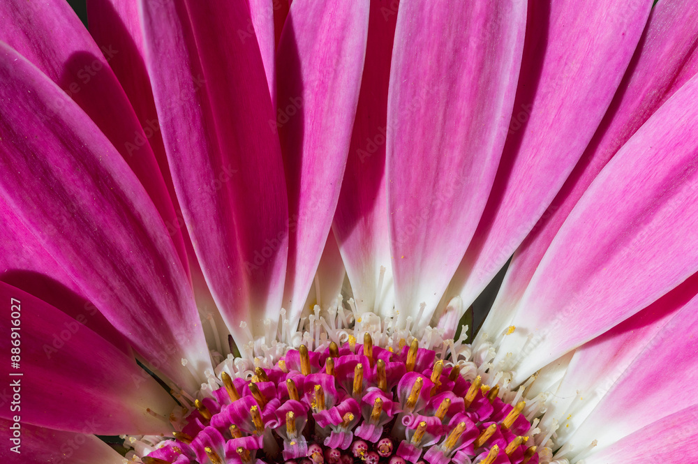 Stunning close-up photo of a lilac gerbera. Petals of high detail Stunning close-up photo of a lilac gerbera. Petals of high detail