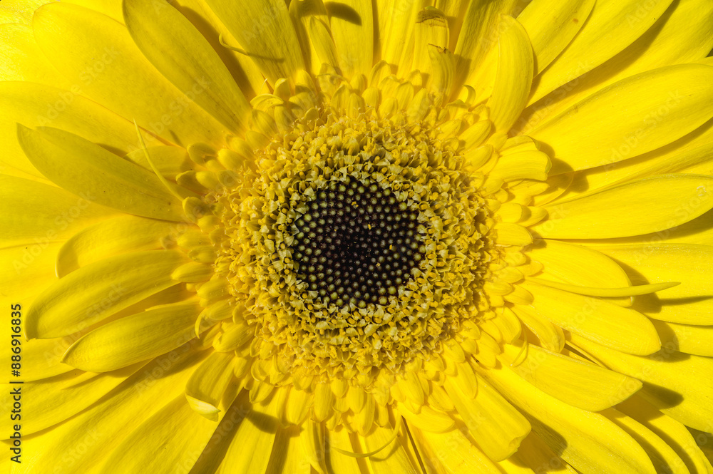 Stunning close-up photo of yellow gerbera. Petals of high detail