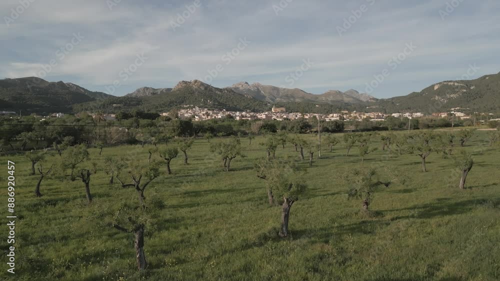 Aerial view of fruit tree fields and Andratx in the background, Majorca, Balearic Islands, Spain, Mediterranean, Europe Aerial view of fruit tree fields and Andratx in the background, Majorca, Balearic Islands, Spain, Mediterranean, Europe