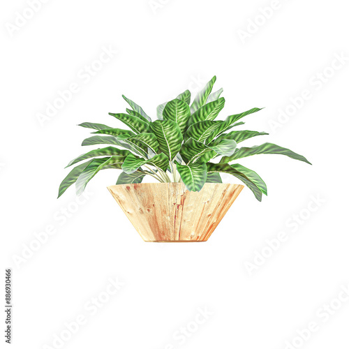 collection of Calathea zebrina Plant with realistic style photo