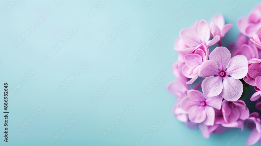 A collection of pink flowers atop a blue background; a solitary pink centerpiece in the photo's heart A collection of pink flowers atop a blue background; a solitary pink centerpiece in the photo's heart