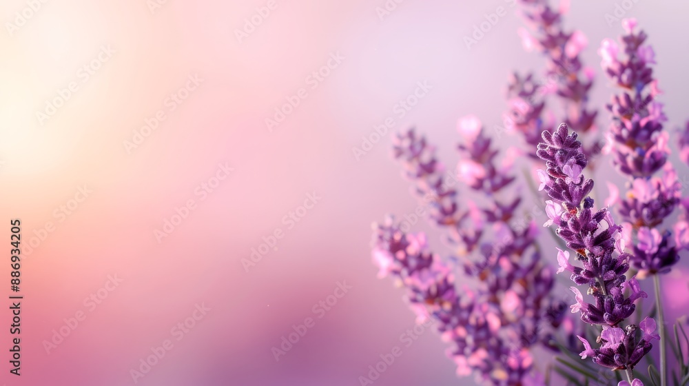 Fototapeta premium A tight shot of lavender blooms against a pink-purple backdrop, featuring a blurred sky