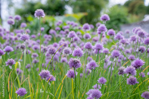 An edible mass of purple flowers on long stems.
