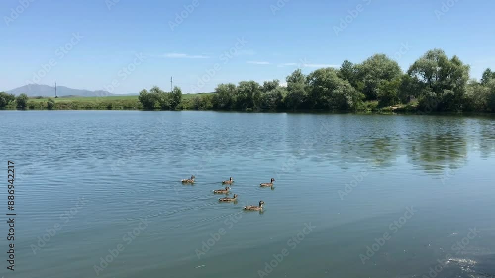 Serene Summer Day on a Tranquil Lake with Six Ducks Swimming, Green Trees Reflecting in Water, and Distant Mountains Under a Clear Blue Sky Serene Summer Day on a Tranquil Lake with Six Ducks Swimming, Green Trees Reflecting in Water, and Distant Mountains Under a Clear Blue Sky