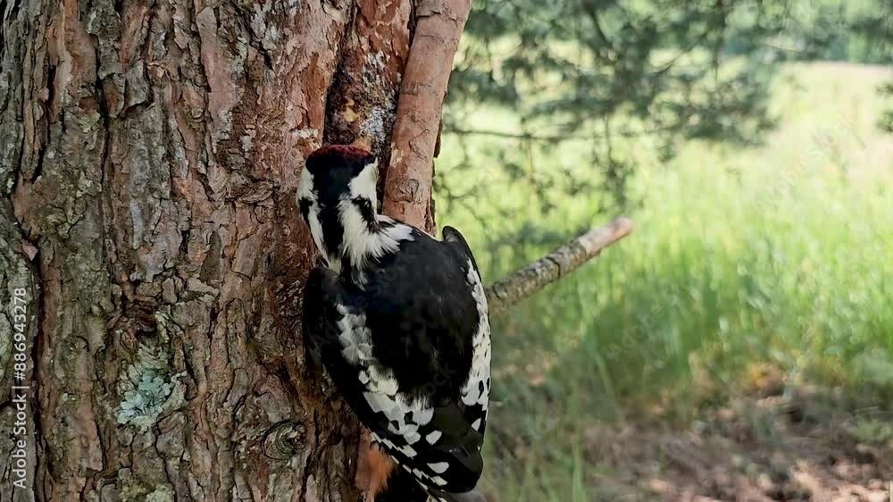 The large mottled woodpecker lat. Dendrocopos major pecks out the seeds of a pine cone in a crevice of a tree. The large mottled woodpecker lat. Dendrocopos major pecks out the seeds of a pine cone in a crevice of a tree.