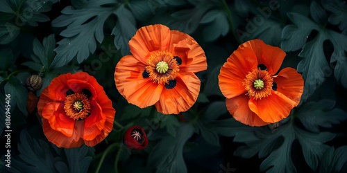 Wallpaper Mural Bright orange poppies against dark green background evoke natural beauty and freshness. Concept Nature, Flowers, Color Contrast, Poppy Flowers, Freshness Torontodigital.ca