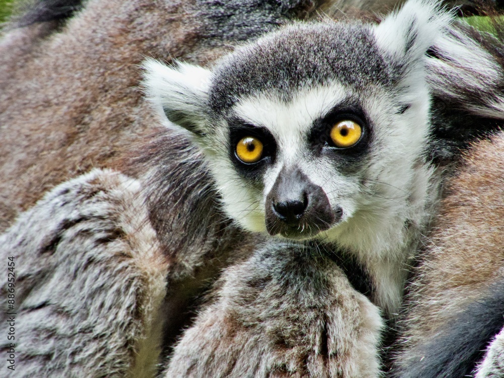 Obraz premium Nahaufnahme Lemur