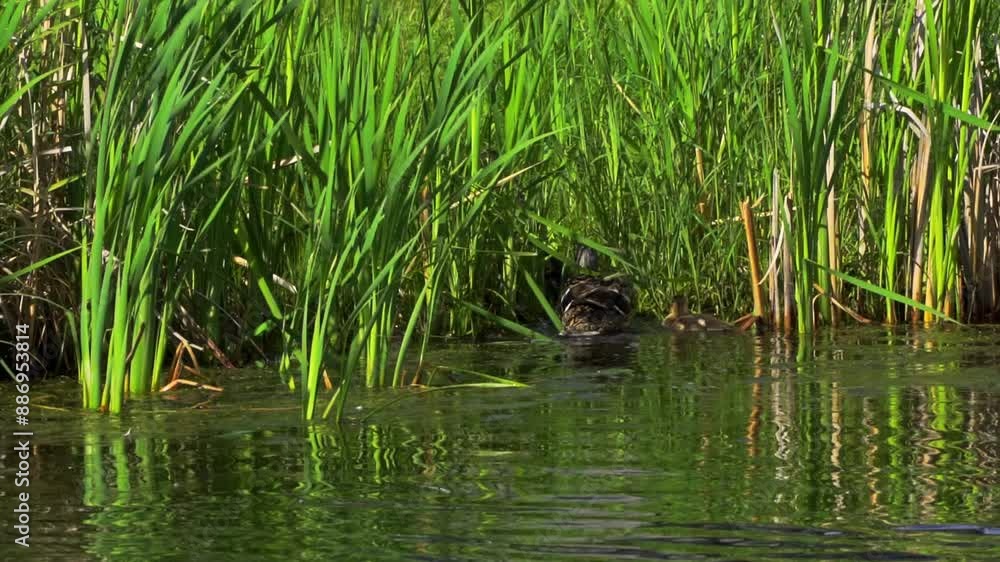 Family of Mallard ducks and their ducklings enjoying the summer at a lake in Canada. Family of Mallard ducks and their ducklings enjoying the summer at a lake in Canada.