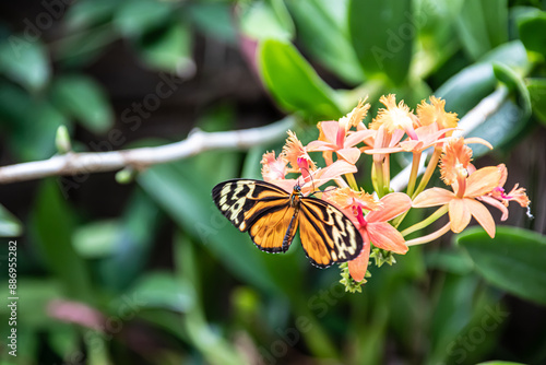 Butterfly on a green leaf in nature