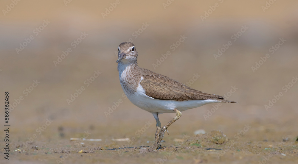 Actitis hypoleucos (Common Sandpiper) is a common wetland bird in Turkey. They breed in suitable habitats in the Tigris Valley. Actitis hypoleucos (Common Sandpiper) is a common wetland bird in Turkey. They breed in suitable habitats in the Tigris Valley.