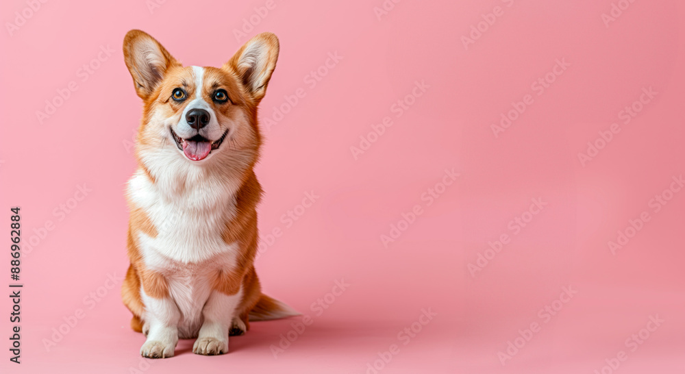Corgi dog with a heart shaped balloon on pink background Corgi dog with a heart shaped balloon on pink background