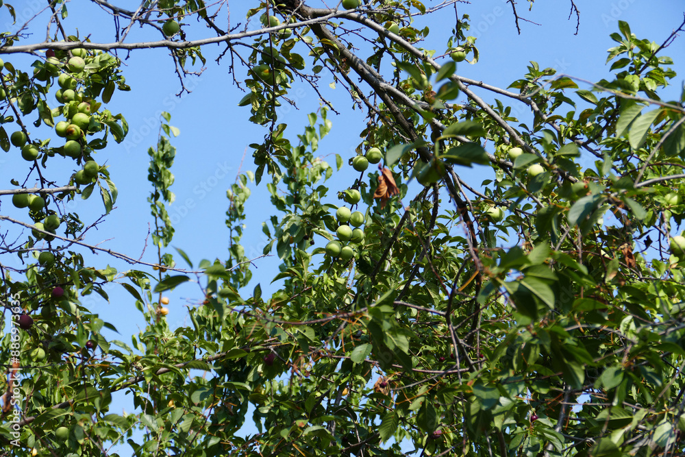 green plums standing in large numbers on the tree green plums standing in large numbers on the tree