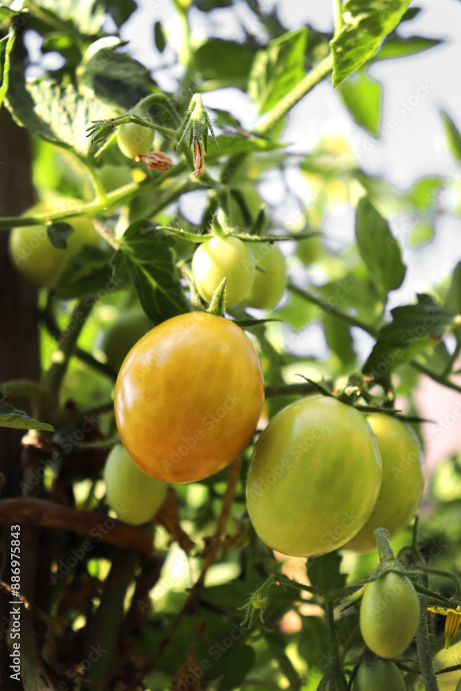 a bush of ripening red and yellow cherry cocktail tomatoes a bush of ripening red and yellow cherry cocktail tomatoes