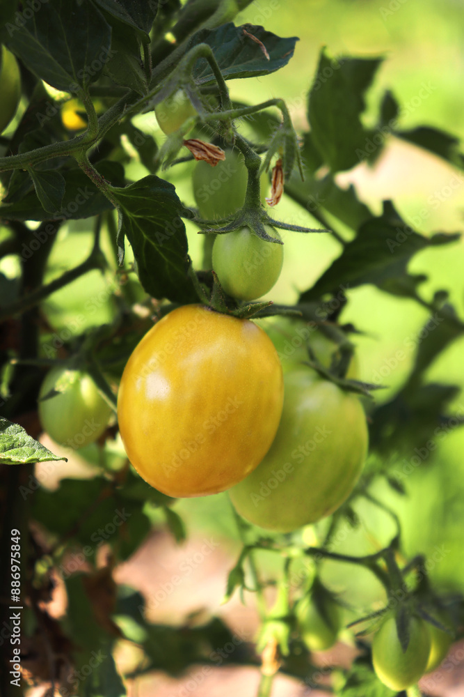 a bush of ripening red and yellow cherry cocktail tomatoes a bush of ripening red and yellow cherry cocktail tomatoes