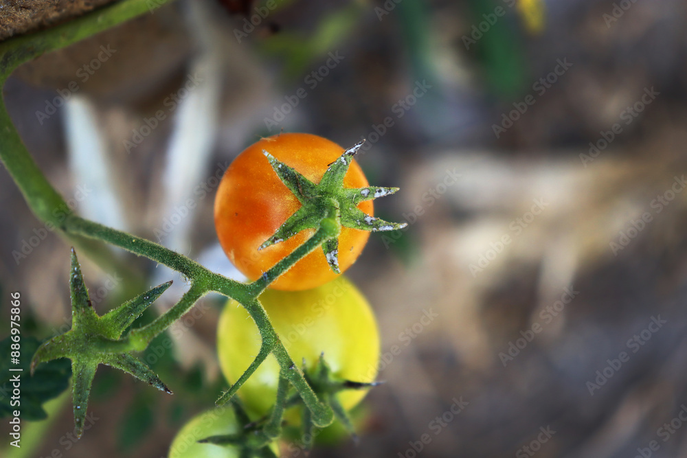 a bush of ripening red and yellow cherry cocktail tomatoes a bush of ripening red and yellow cherry cocktail tomatoes