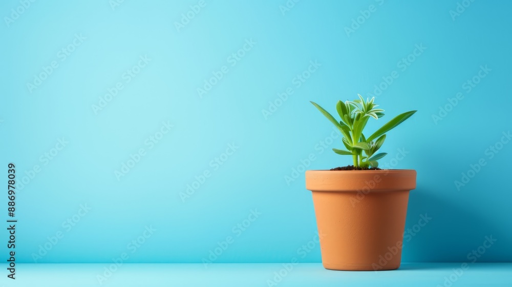 A potted plant atop a blue table, adjacent to a blue wall – the plant grows from it A potted plant atop a blue table, adjacent to a blue wall – the plant grows from it