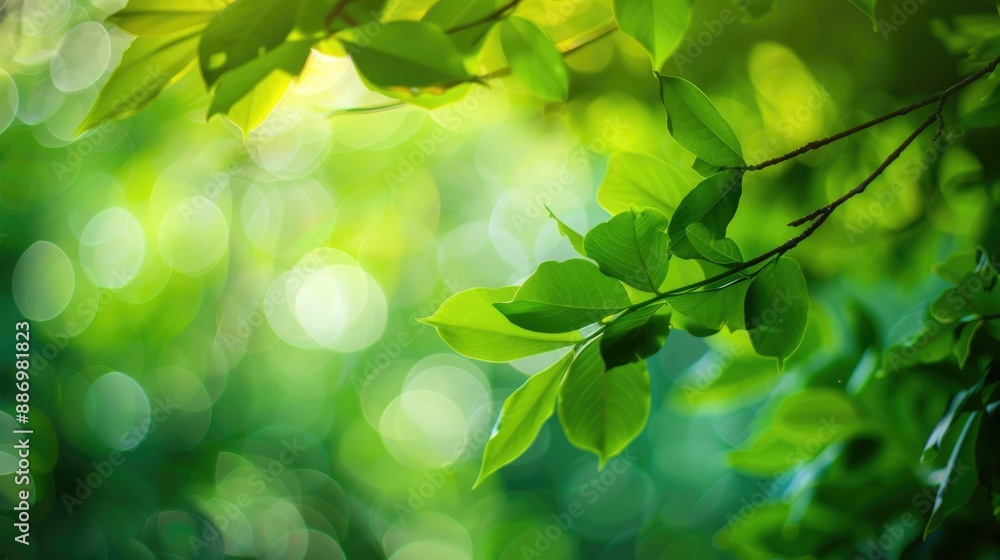 Blurry nature view with green leaf in garden ideal for summer eco friendly wallpaper Blurry nature view with green leaf in garden ideal for summer eco friendly wallpaper