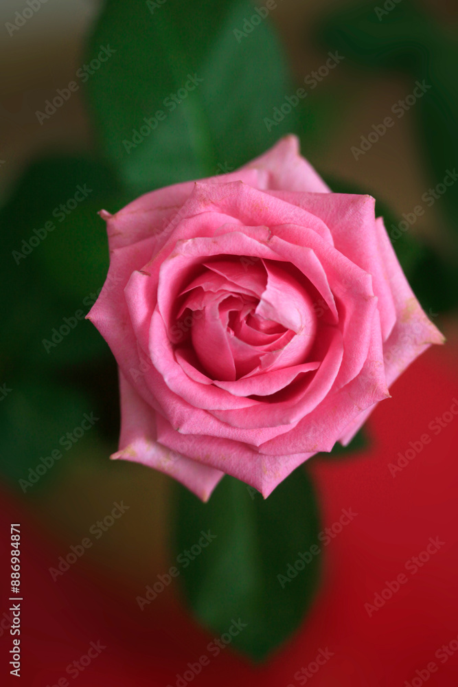 Bouquet of pink roses in vase
