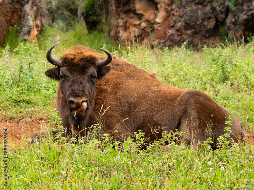 Buffalo from the Cabarceno park (Cantabria) Buffalo from the Cabarceno park (Cantabria)