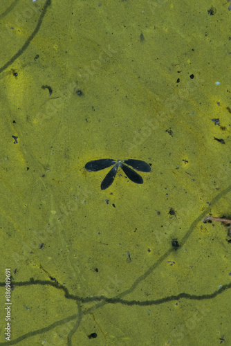 water wings