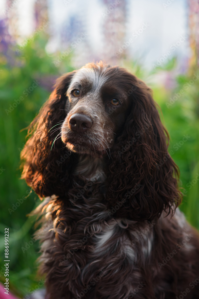 spaniel spaniel