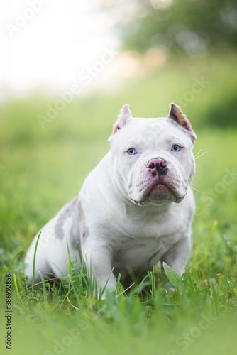 american bully