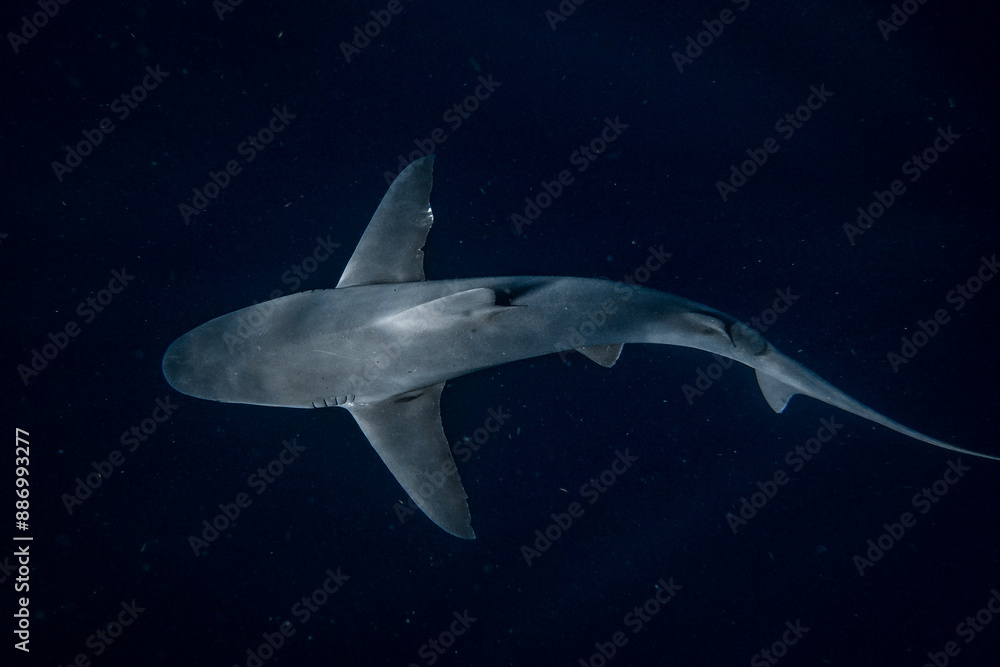 Fototapeta premium Shark background; sandbar shark swimming in the dark ocean abyss.