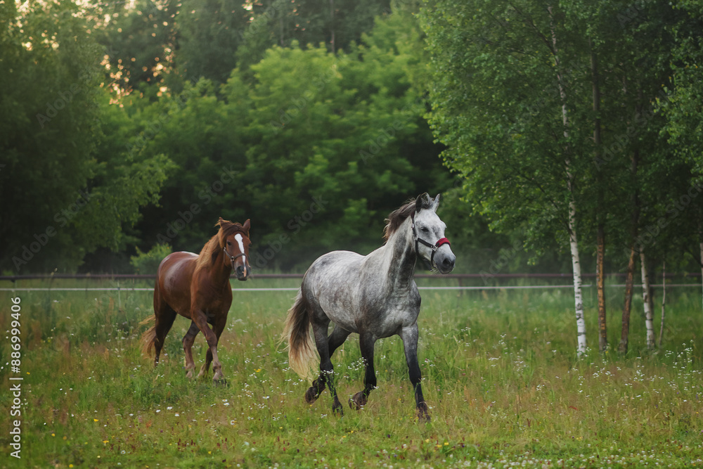 two horses in a field