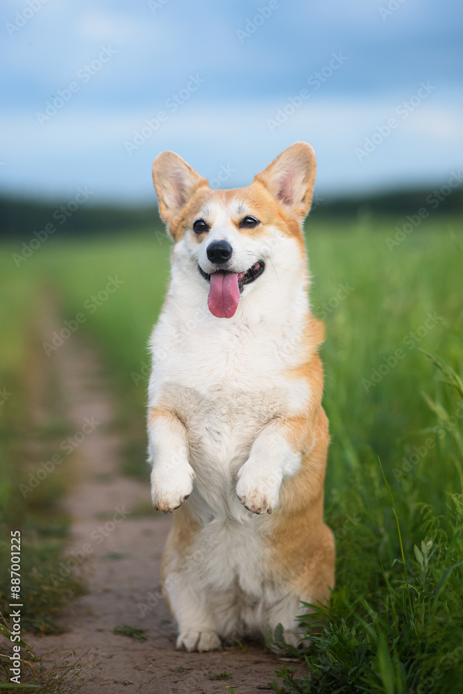 corgi corgi