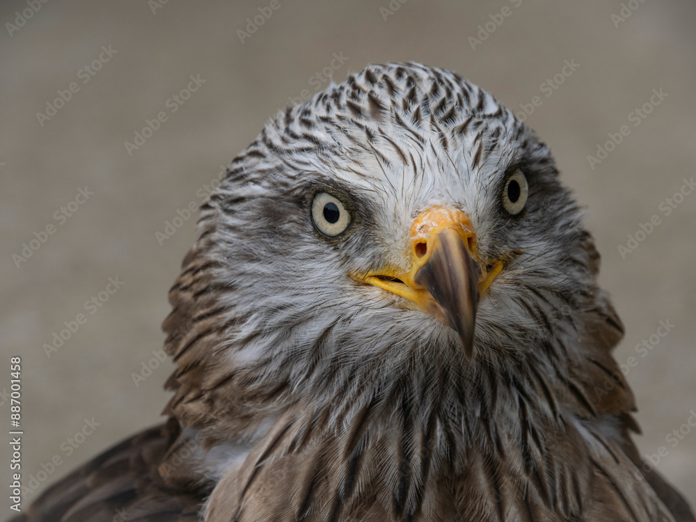 The world's oldest Harris hawk. 30 years old and belongs to the Cabarcenos Park (Cantabria, Spain) The world's oldest Harris hawk. 30 years old and belongs to the Cabarcenos Park (Cantabria, Spain)
